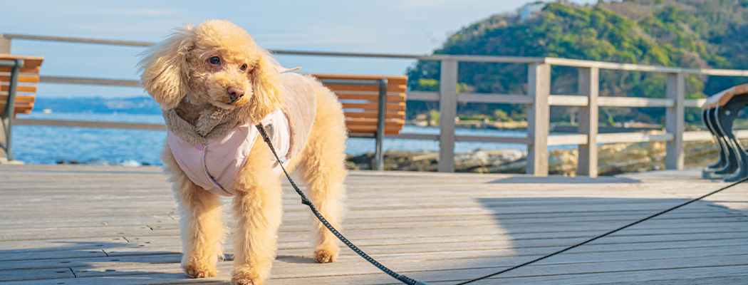 クリニック案内