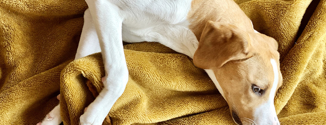 シニアペット健康管理