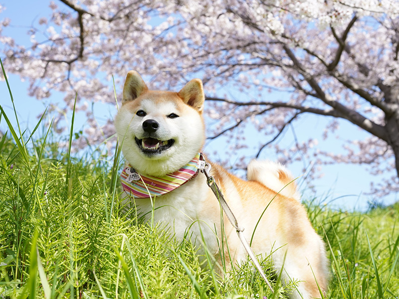 ​シニア期の定義と変化