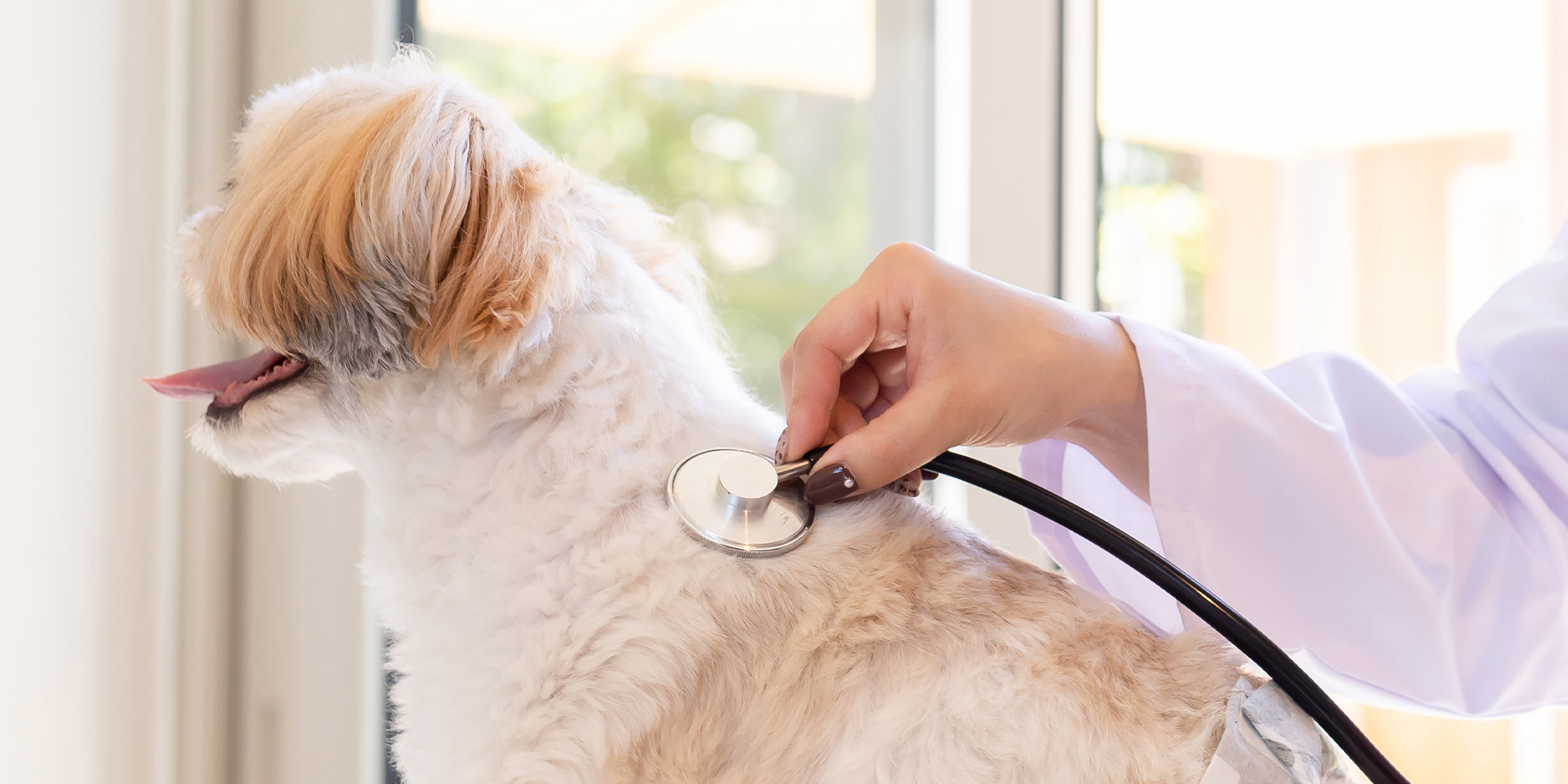 MTペットクリニック浜松病院