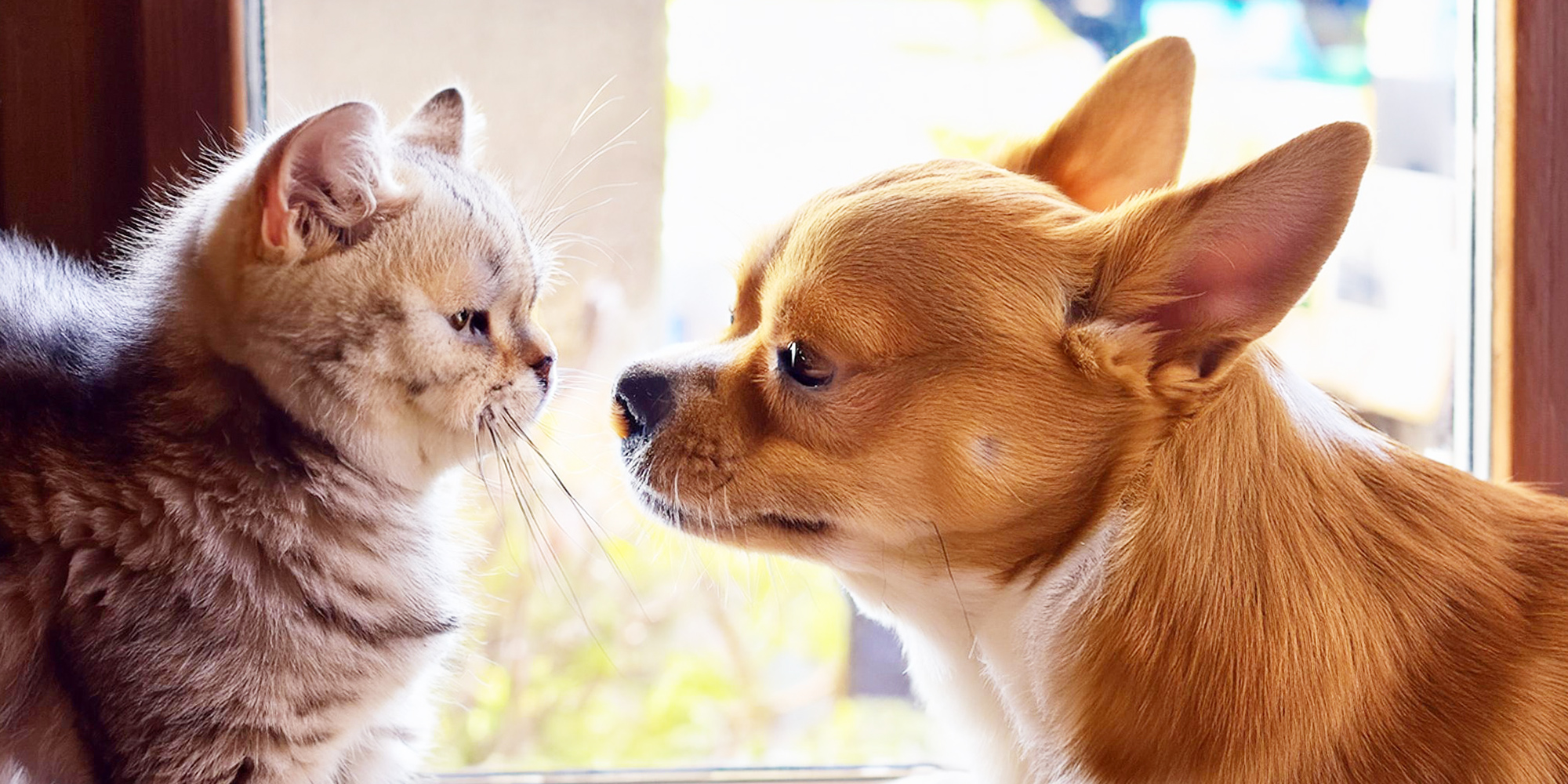 MTペットクリニック浜松病院