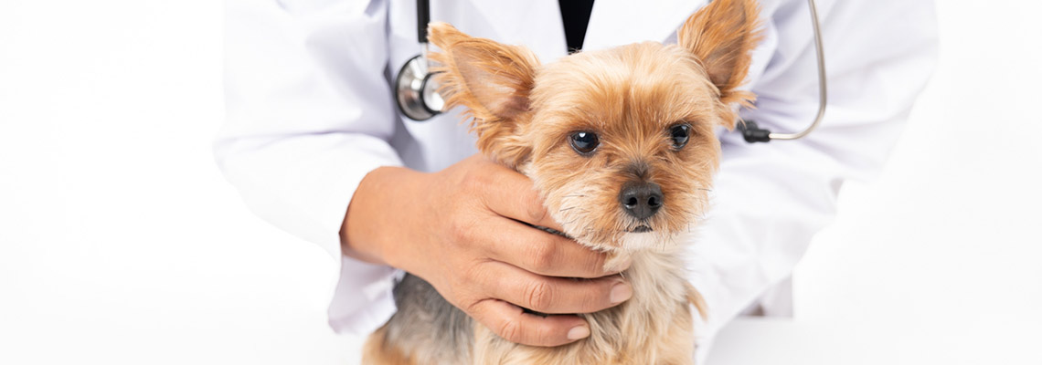 ペットの各種相談・診察はMTペットクリニック浜松病院